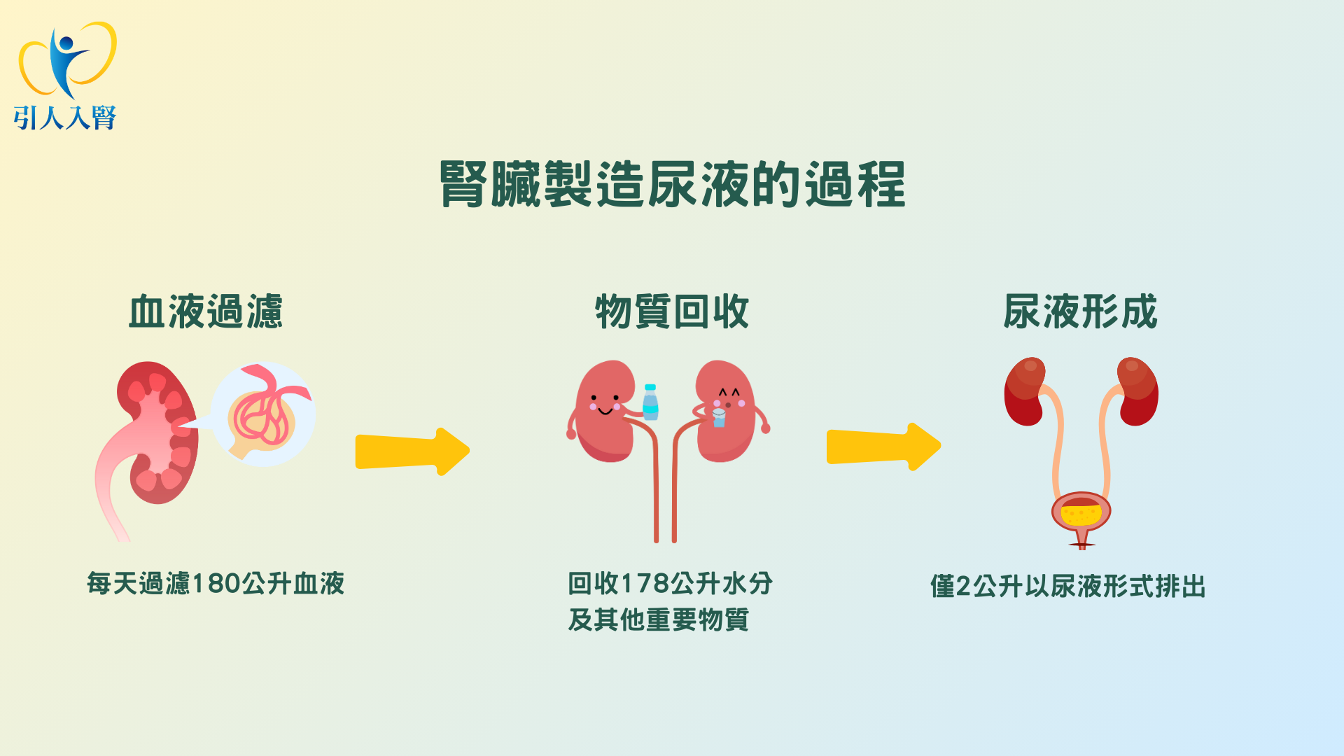 腎臟製造尿液的過程